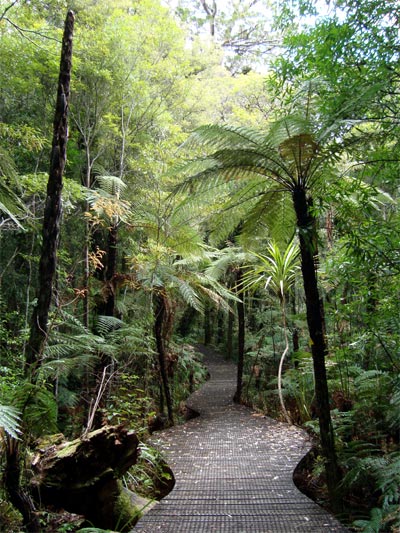 Waipoua Forest walk Photo
