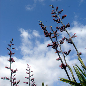 Flax in bloom photo