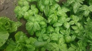 Basil growing well