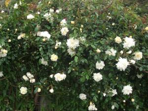 The rose in flower along the garden fenceline