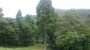 Okopako forests