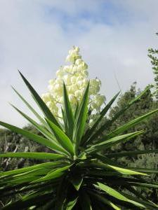 Magnificent yucca in bloom