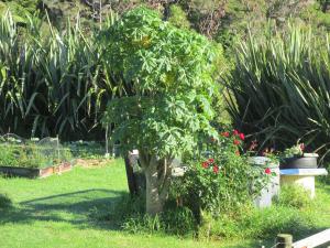 View down to the vege gardens