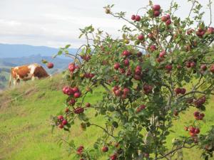 Part of the apple crop (with the Bull in the background!)