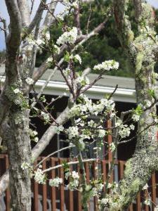 Spring blossom