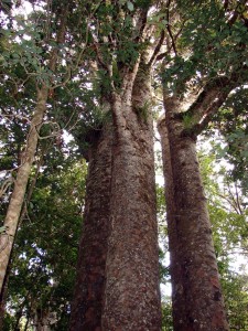 Amazing formations of Kauri trees 