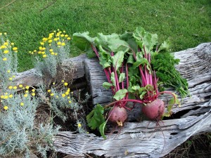 Beetroot bounty 