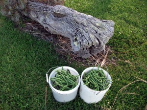 Buckets of beans 