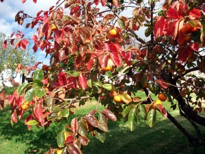 Colourful persimmon tree 