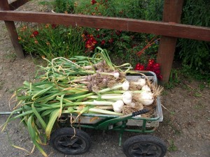 Elephant garlic 