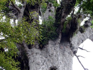 Head of the mighty Kauri      