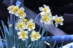 Daffodils