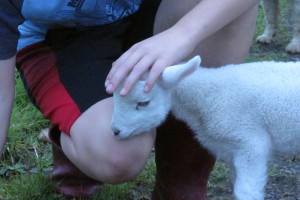 Pet lamb