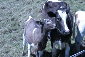 The house cow and calf