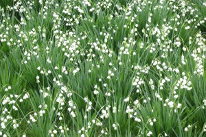 Snowdrops