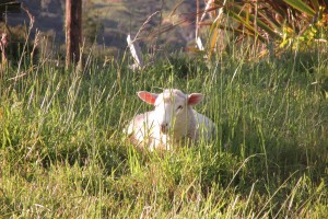 Lamb at rest.