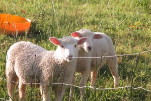 Pet lambs