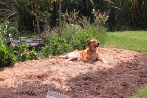 Nell supervising the gardening.