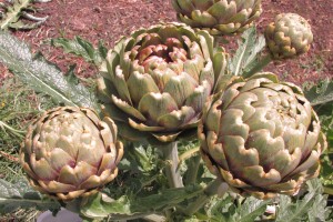 The artichokes