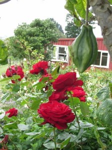 View from gardens to camping ground building