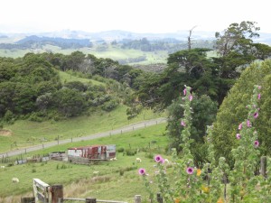 View to the paddocks