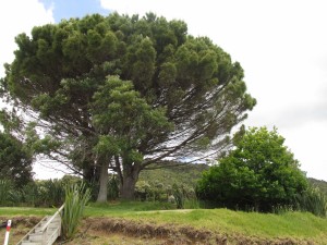 Trees over the campsites