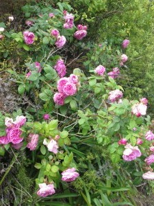 Old rose at entrance