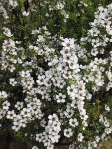 Teatree bloom