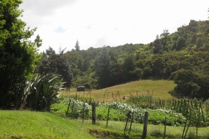 The vegetable garden from the tent sites