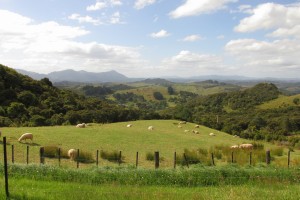 The main sheep paddock.