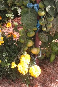 The tomatoes are cropping well.