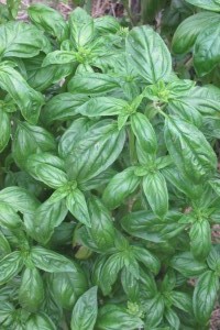 Basil anyone?