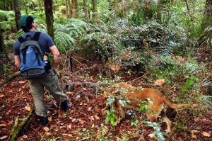 In the bush  