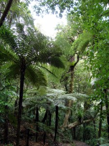 In the mighty Kauri forests      