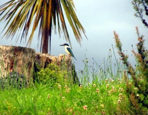 Kingfisher