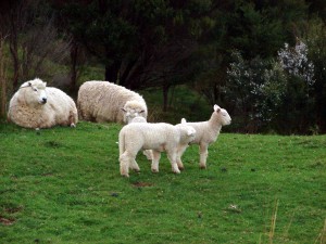 Lambs enjoying themselves