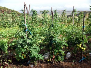 Later in summer as the tomatoes produce  