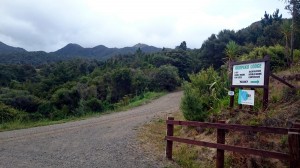 Looking out the gate up to the bush        