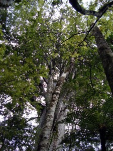 Looking up to the canopy      