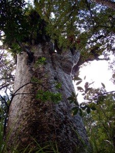 Make sure you look up at these fantastic trees     