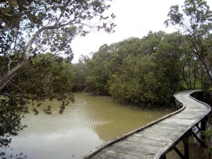 Mangrove walkway in Rawene       