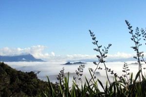 Misty view through the flax  