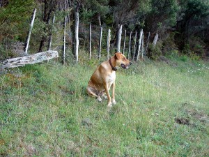 Nell surveys the farm from the top paddock