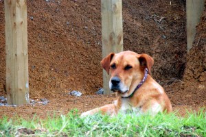 Nell the farm dog