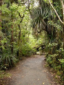 On route to Tane Mahuta      