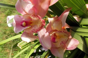 Orchids for colour     