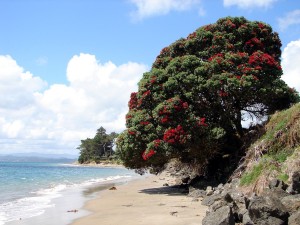 Pohutukawa in bloom       