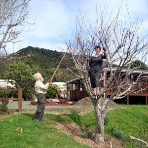Pruning fruit trees     