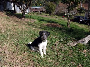 Ruff watching others work