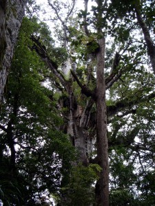 Scenes in the Kauri forest      